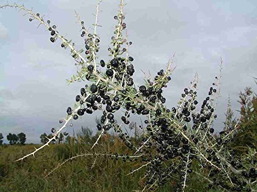 Schwarz Goji Beere Wilde Lycium Ruthenicum Seeds seltene Pflanze! NICHT L. barbarum 50pcs