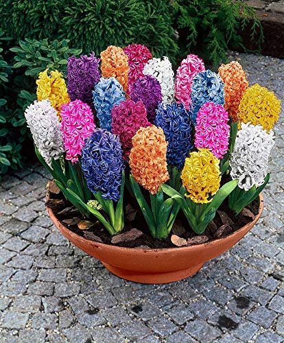 6 Mixed Hyacinth Bulbs in The Green, Fresh in Stock