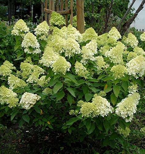 Rispenhortensie Mojito 60-80cm - Hydrangea paniculata - Gartenpflanze