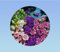 400 graines campanule a grande fleurs medium - plante vivace couvre sol rocail - Campanula medium