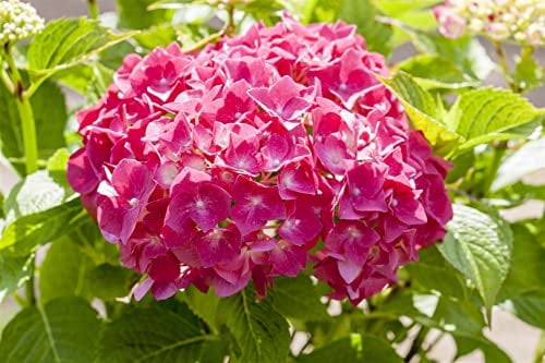 Hydrangea macrophylla 'Alpenglühen' 50-60 cm - Hortensie, leuchtend rote Blüten, Blütezeit Juni-September, ideal für Rabatten, pflegeleicht und winterhart