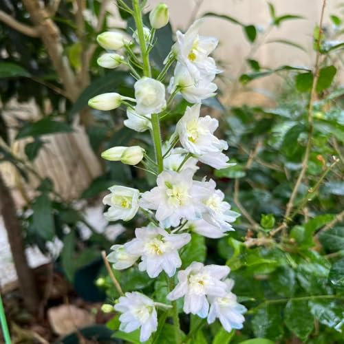 400 piezas de semillas resistentes de plantas de delphinium, plantas de balcón, semillas de flores de verano resistentes, Delphinium grandiflorum - Consolida ajacis bonsai pot herb garden,