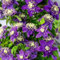 Bulbi Di Clematis Perenne A Piantagione Rampicante Per Esterni - Piante Di Clematis Resistenti Per Giardinaggio, Decorazioni Per La Casa-6 bulbi-B