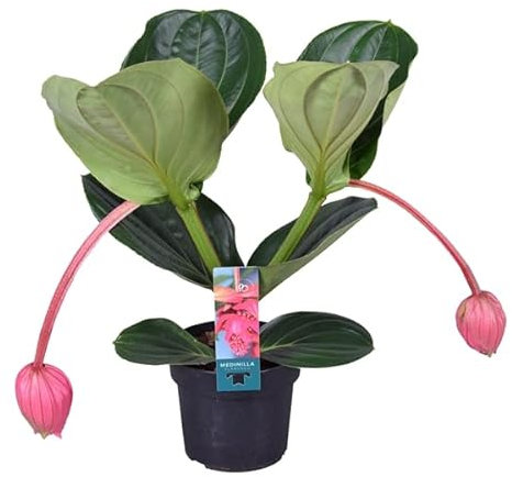 Medinilla Magnifica NATURAL - Planta de Interior - Inflorescencia Rosa