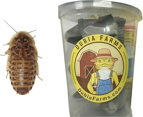 100 Medium Live Dubia Roaches in Container Live Reptile Food for Bearded Dragons Turtles Lizards Frogs & Toads Feeder Insects