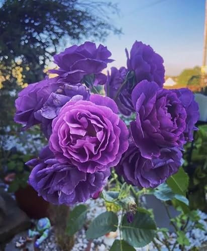 Strong Fragrance-Minerva Floribunda Bush Rose Plant in A 3 Litre Pot -Purple Colour Rose