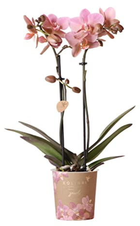 Kolibri Orchids | altrosa Phalaenopsis-Orchidee - Jewel Treviso - Topfgröße Ø9cm | blühende Zimmerpflanze - frisch vom Züchter