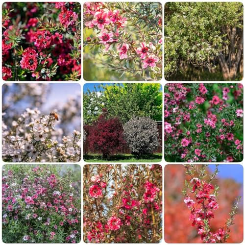 300 pcs manuka pflanze kaufen samen - bienenfreundliche blumensamen,Leptospermum scoparium, winterharte pflanzen für garten kleines geschenk für frauen robuste balkonpflanzen