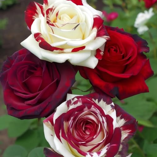 Strauchrose & Hybridrose & Seltene Rose & Bicolor-Rose – Duftvoller Vielblühermix, leuchtende Akzente für Terrasse & Beet-1knolle-E