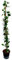 Plant in a Box - Lonicera x Heckrotti American Beauty - Caprifoglio - Rampicante - Resistente - Vaso 17cm - Altezza 110-120cm