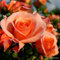 2 x Rose - Rosa 'Aprikola' Topf 25-30 cm - Die blühfreudige und duftende Rose aus der Serie Rigo von Kordes