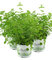 3er Set Oregano, frische Küchenkräuter Pflanze