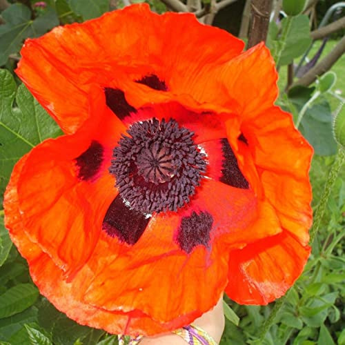 6x Orientalischer Mohn 'Brillant' - Papaver orientale 'Brillant' - Topf 9x9cm - Rote Gartenstaude