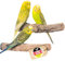 Vogelgaleria® 2er Korksitzstange Wellensittich Nymphensittich 20cm| Kork Sitzstangen mit Korkrinde zum Sitzen und Knabbern | Vogelsitzstange und Vogel Stange für Krallenpflege | Korksitzbrett