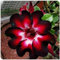 Rose da deserto, rose da deserto, rose, rose, rose, rizomi, rose, rose, rose, rose, piante da deserto, tuberi, 1 cipolle