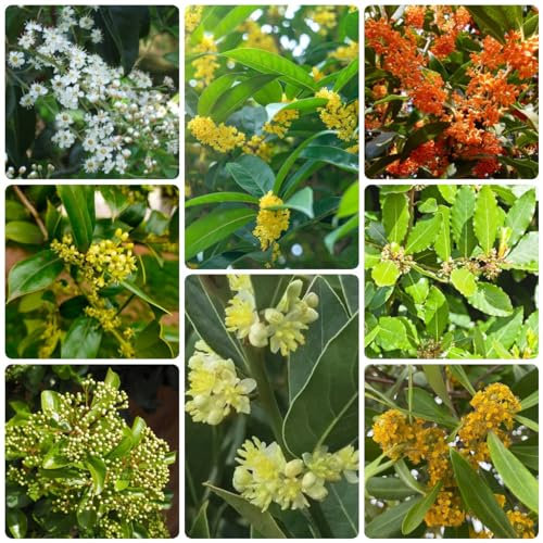 100 Pcs Lorbeerbaum Kaufen - Laurus Nobilis - Minigarten, Bonsai Baum Echt Gewürz Lorbeer Pflanze Samen, Bäume Kaufen, Zimmerbonsai Bonsai Baumsamen, Bonsai Samen Indoor Pflanzen Samen