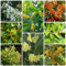 100 Pcs Lorbeerbaum Kaufen - Laurus Nobilis - Minigarten, Bonsai Baum Echt Gewürz Lorbeer Pflanze Samen, Bäume Kaufen, Zimmerbonsai Bonsai Baumsamen, Bonsai Samen Indoor Pflanzen Samen