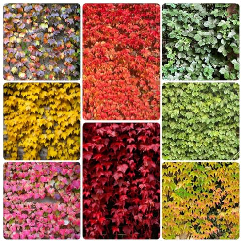 500 pz Semi di vite selvatica Parthenocissus tricuspidata - regali pratici balcone giardino Pianta rampicante Parthenocissus Quinquefolia - Vasi per piante robuste piante da balcone