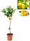Pack Limonero - Naranjo - Pomelo - Mandarino Planta Natural - (Altura 110 Cm) Maceta 22 cm (Limonero)