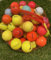 50 Bunte Lakeballs/Golfbälle Mix AAA/AA Qualität