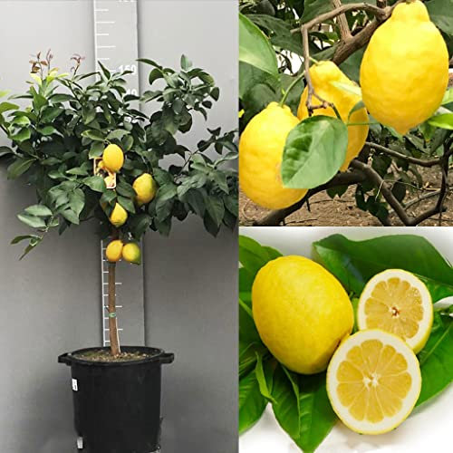 SAVINI VIVAI Pianta di Limone Albero Agrumi Limone Sfusato Amalfitano in Vaso da 35 cm Altezza 150-180 cm 6-7 Anni di innesto Made Italy