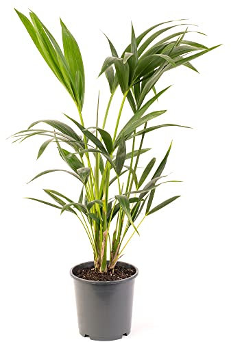 Kentia-Palme - Howea forsteriana | Luftreiniger für Innenräume | Große Topfpflanze