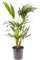 Palma Kentia - Howea forsteriana | Purificador de aire interior | Planta de interior en maceta alta
