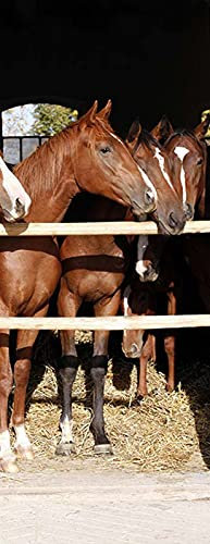 A.Monamour Sticker Porte Autocollant Poster De Porte 3D Chevaux Regardant Par Dessus Porte De Grange Dans Un Thème Animal Stable Vinyle Affiche De Porte Sticker Mural Papier Peint Décor 90 x 200 cm