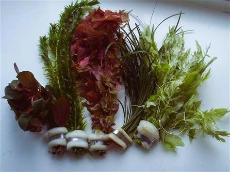 75 Live Aquarium Plants, Bunched Metal Weighted Plants with Sponge and Metal Base, Bunch Aquatic Tropical Freshwater Coldwater Fish Tank Plant Decor Pack Mixed Bundle Multi Real Cold Water Goldfish