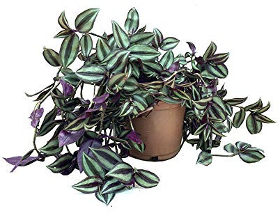 Tradescantia zebrina (maceta 13 cm Ø) - Planta viva de interior