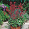 Purpurglöckchen Leuchtkäfer - Heuchera - Für Beet, Kübel und Steingarten - winterhart und mehrjährig - 1 Pflanze im 9 cm Topf von Garten Schlüter - Pflanzen in Top-Qualität