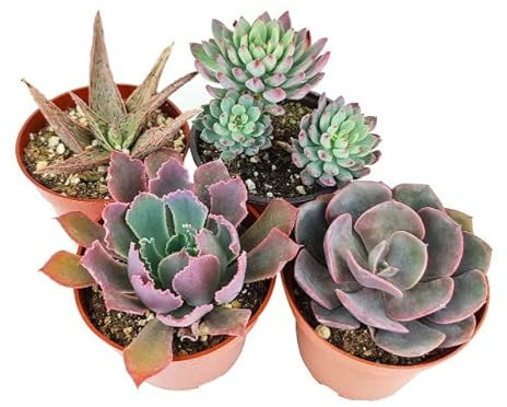 4 Unidades de Suculentas Mini Perfectas para el Interior o el Exterior del Hogar