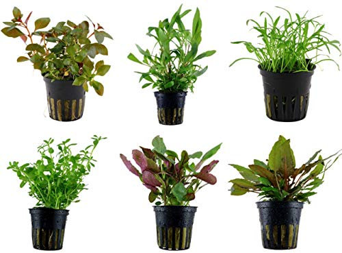 Tropica Einsteiger Set mit 6 einfachen Topf Pflanzen Aquariumpflanzenset Nr.2 Wasserpflanzen Aquarium Aquariumpflanzen
