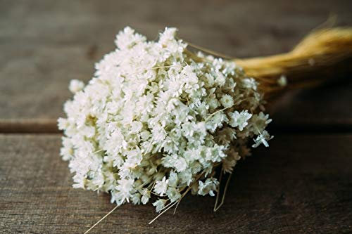 NaDeco Glixia im Bund, Länge ca. 40cm, getrocknet und eingefärbt, 5 Farben zur Auswahl l Marcela Trockenblume Boho Deko Trockenblumen Trockenstrauß getrockneter Blumenstrauß, Farbe:Mint Grün
