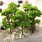 HpLive Lot de 10 arbres modèle 4 cm pour modélisme, arbre, train, arbres, paysage, pour bricolage