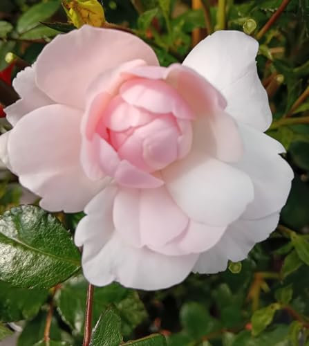 Rose Beetrose Rose Bonica Edelrose rosa Hochstamm 90 cm