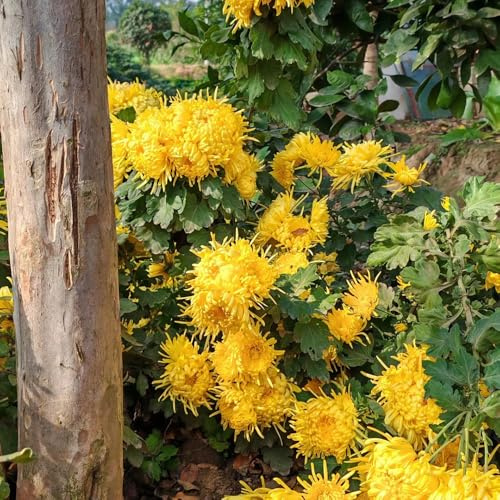 chrysanthemen winterhart - küche deko für garten balkon bodendecker outdoor exotische 100samen