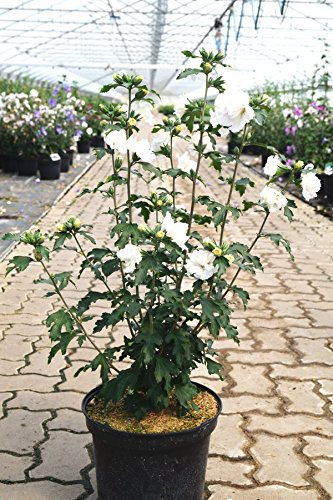 Hibiskus weiße Blüten Garteneibisch Jeanne d'Arc Hibiscus Jeanne d'Arc Containerware 40-60 cm hoch,