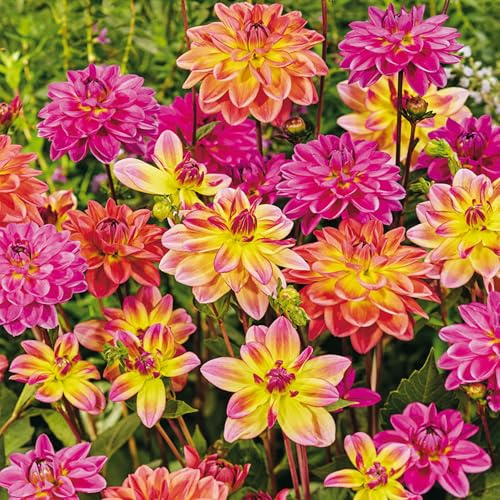 3 Dahlias 'Pacific Mix' Bulbes à fleurs d'été en extérieur dans un emballage très grand - Plantes prêtes pour les parterres de fleurs, pots, conteneurs.