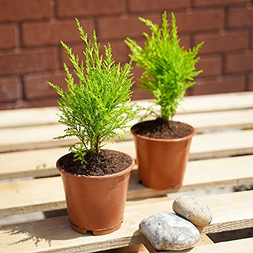 Easy Plants 1 Hardy Monterey cipresso 'Wilma' Goldcrest - Pianta da giardino profumata al limone in vaso da 12 cm
