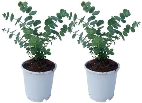 Plant in a Box - Eucalyptus Pulverulenta 'Bleu bébé' - Set de 2 - Pot 12cm - Hauteur 25-40cm