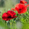 MRS Seeds: Klatschmohn - Papaver rhoeas | 100 g - 900.000 Mohnsamen (±2.500 m2) | Wunderschöne rote Blüten | Blumensamen Mohnblumen | Blumensaat für Garten, Freiland und Balkon | Bienenfreundlich