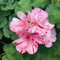 700 pcs geranien pflanzen winterhart samen - blumenwiese samen geranie,Pelargonium hortorum, bodendecker hochbeete für garten dachbegrünung blumensamen gastgeschenk kräutergarten