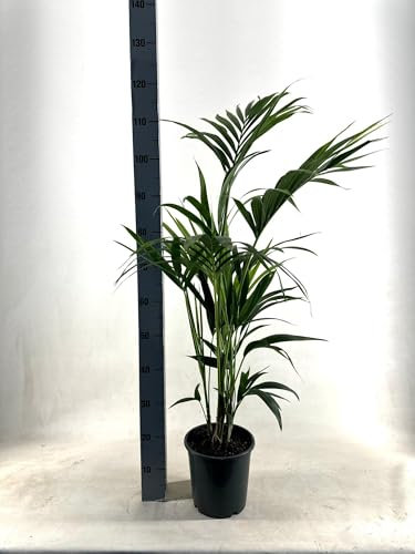 Kentia-Palme - Howea Forsteriana - 100-110cm - Ø21cm - Zimmerpflanze - Immergrün