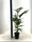Kentia-Palme - Howea Forsteriana - 100-110cm - Ø21cm - Zimmerpflanze - Immergrün