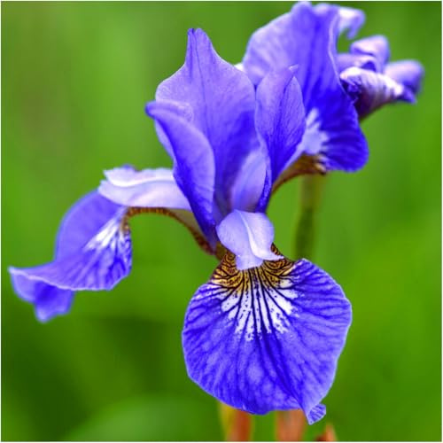 Iris Schwertlilien Mehrjährig Winterhart Blumenzwiebeln Knollen Blau Rosa Gelb Farbe und Sorte zur Auswahl Mix auch Set Sibirica Zwerg Pflanzen Wunderschön (Blue King 3 Stk.)