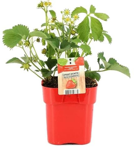 Planta de Fresas Planta Natural Que Genera Frutos para el Hogar