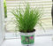 GASMIS - 3er Set - Cyperus Zumula - Katzengras Fertig Gewachsen - Zimmerpflanzen - Pflegeleicht - Haustierfreundlich - Höhe ca. 20-30 cm - Topf 12 cm