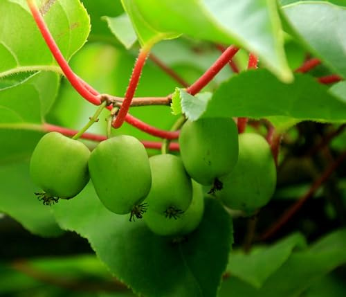 Dehner Kiwi Issai, essbare grüne Schale, ca. 30-40 cm, Obstpflanze