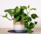 Epipremnum Aureum | Houseplant | Trailing Indoor Plant | Devil's Ivy